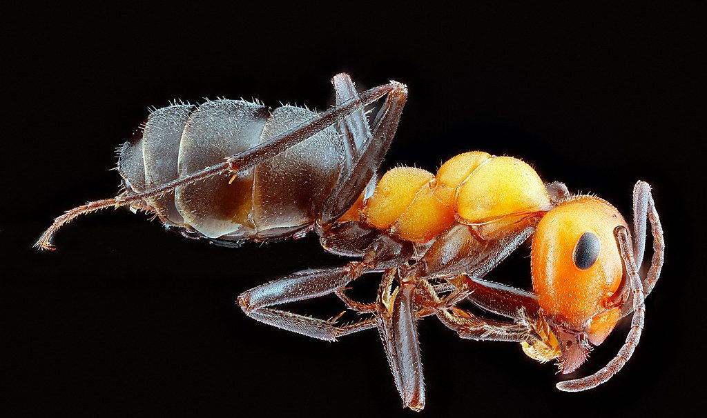 Ant Control service in Kannapolis, NC