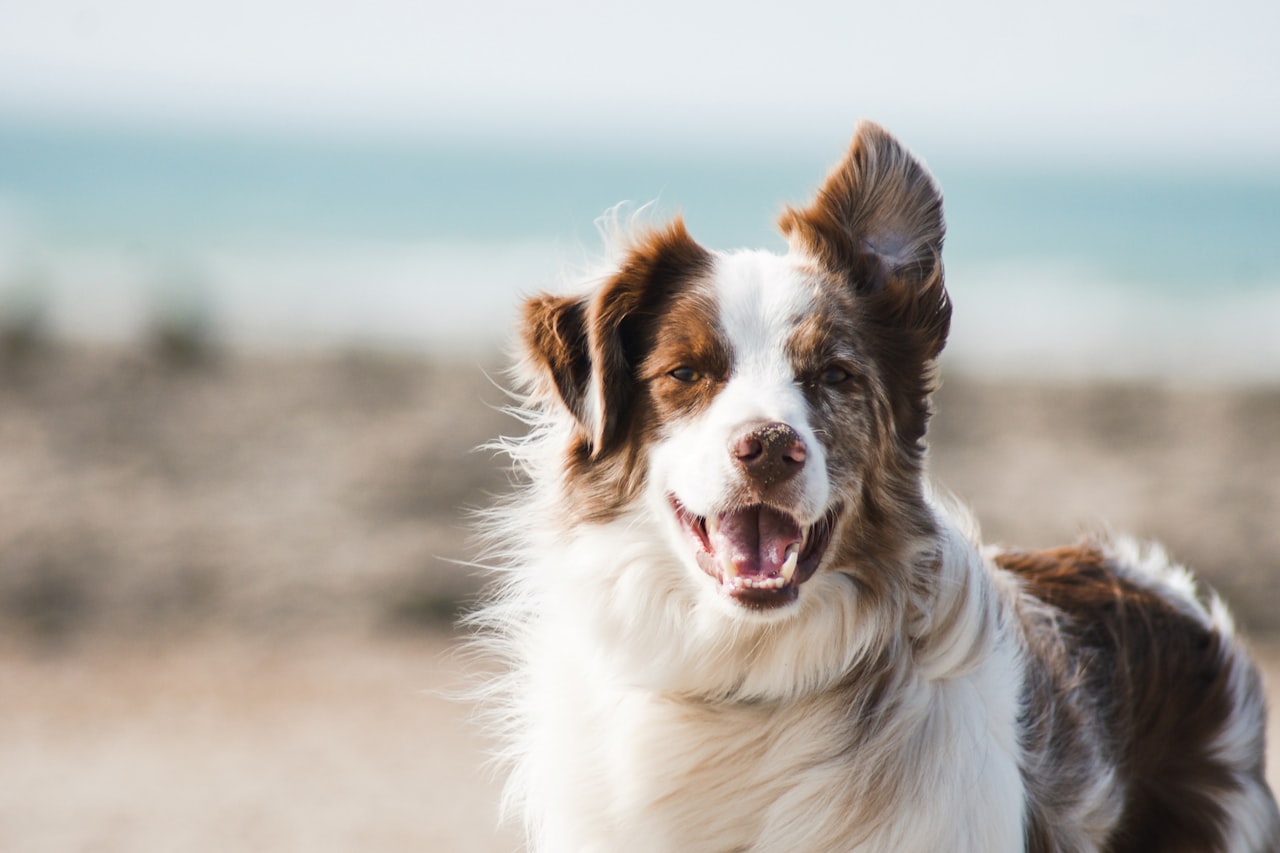Flea & Tick Control service in Kannapolis, NC