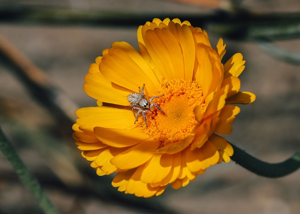 Spider Control service in Kannapolis, NC